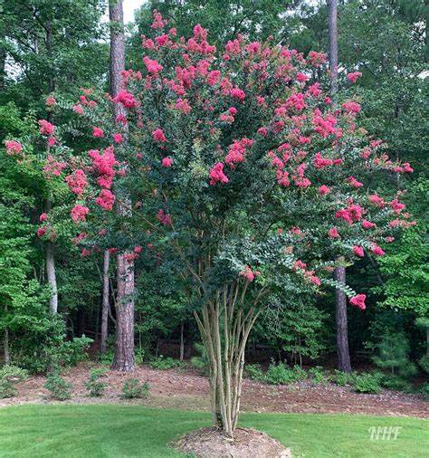 Glowing with Magic: The Captivating Charm of Crepe Myrtle under the Moon